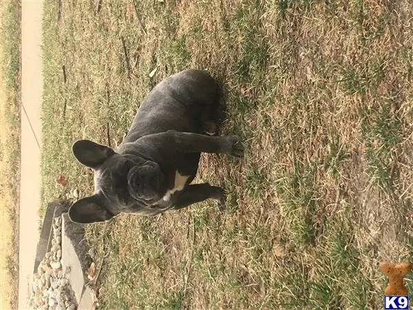 French Bulldog stud dog