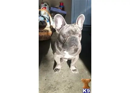 French Bulldog