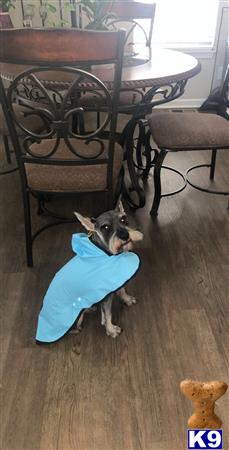 a standard schnauzer dog wearing a blue shirt