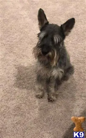 Standard Schnauzer stud dog