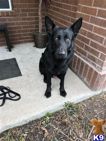 German Shepherd stud dog