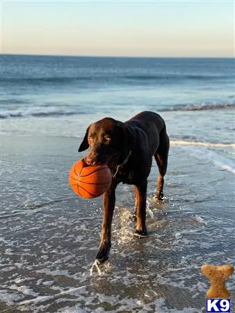 Labrador Retriever stud dog: a labrador retriever dog holding a ball in the water