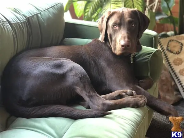 Labrador Retriever stud dog: a labrador retriever dog lying on a couch