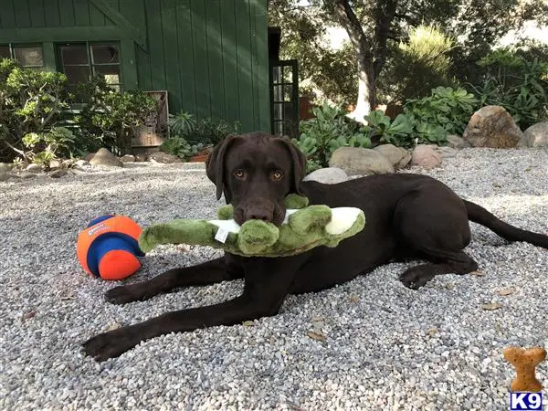 Labrador Retriever stud dog: a labrador retriever dog with a toy in its mouth