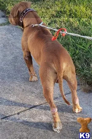 American Bully stud dog