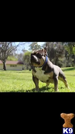 American Bully stud dog