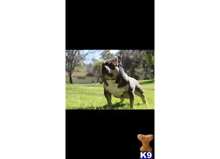 American Bully