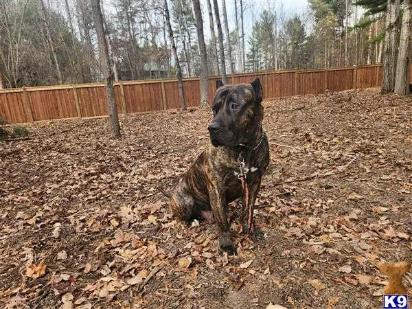 Presa Canario