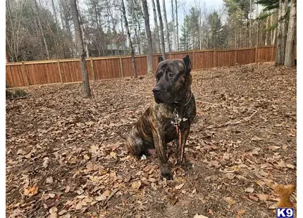 Presa Canario