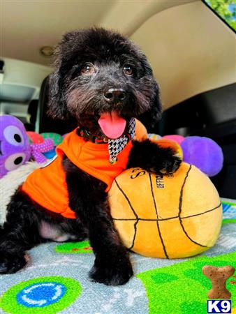 a maltipoo dog wearing a garment