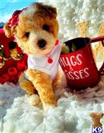 maltipoo puppy posted by celebritymaltipoos