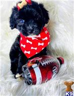 maltipoo puppy posted by celebritymaltipoos