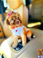 maltipoo puppy posted by celebritymaltipoos