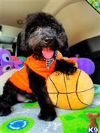 maltipoo puppy posted by celebritymaltipoos