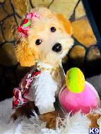 maltipoo puppy posted by celebritymaltipoos