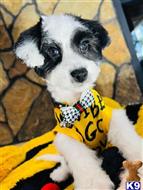 maltipoo puppy posted by celebritymaltipoos