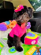 maltipoo puppy posted by celebritymaltipoos