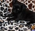 brussels griffon puppy posted by celegance