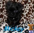 Rare Black Brussels Griffon Puppy available Brussels Griffon puppy located in SIMI VALLEY