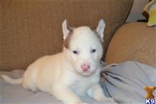 siberian husky puppy posted by celestialtrails