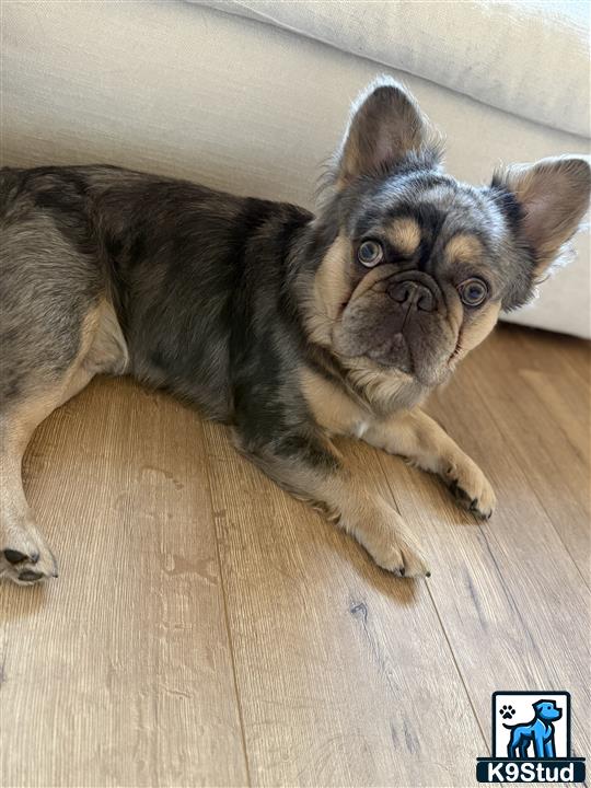 a french bulldog dog lying on the floor