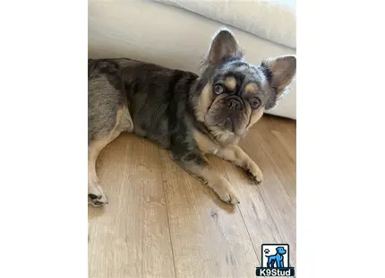a french bulldog dog lying on the floor