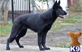 German Shepherd stud dog