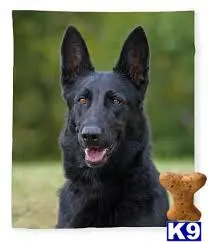 German Shepherd stud dog