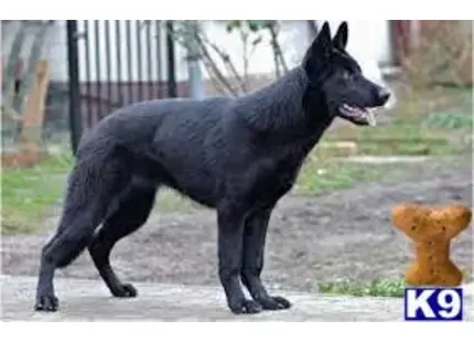 German Shepherd