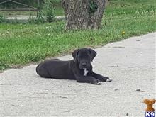 great dane puppy posted by cemcunni