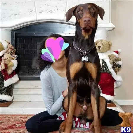 Doberman Pinscher