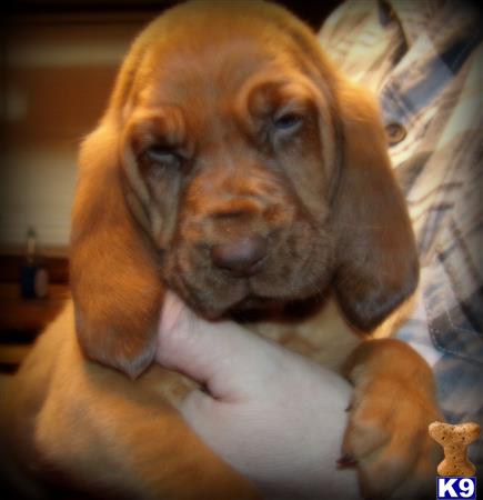 bloodhound puppies for sale in ky bloodhound puppy for sale yellow collar 4 years bloodhound puppies for sale in ky bloodhound puppy for sale yellow collar 4 years