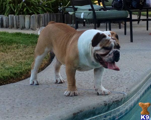 Old English Bulldog stud dog