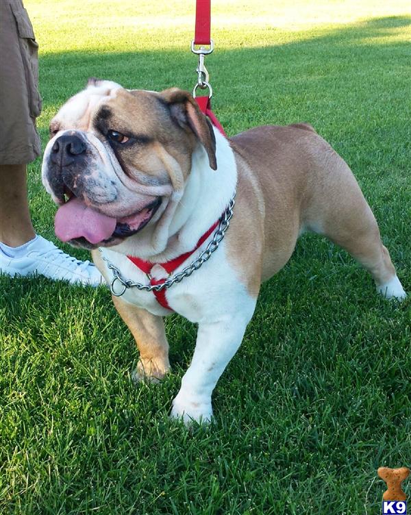 Old English Bulldog stud dog