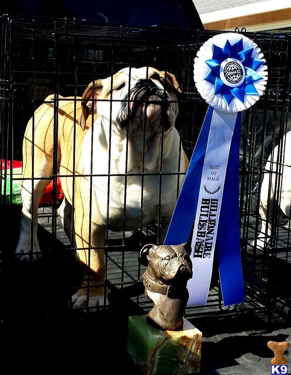 Old English Bulldog stud dog