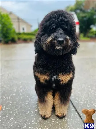 Bernedoodle stud dog