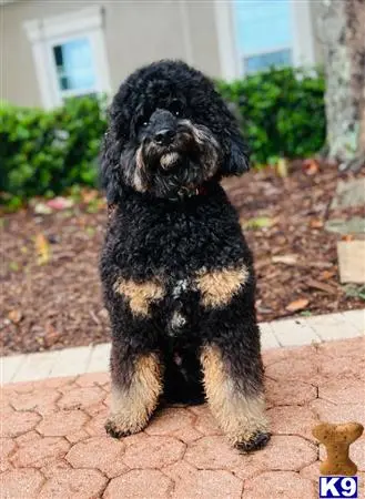 Bernedoodle stud dog