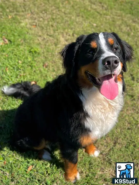 Bernese Mountain Dog