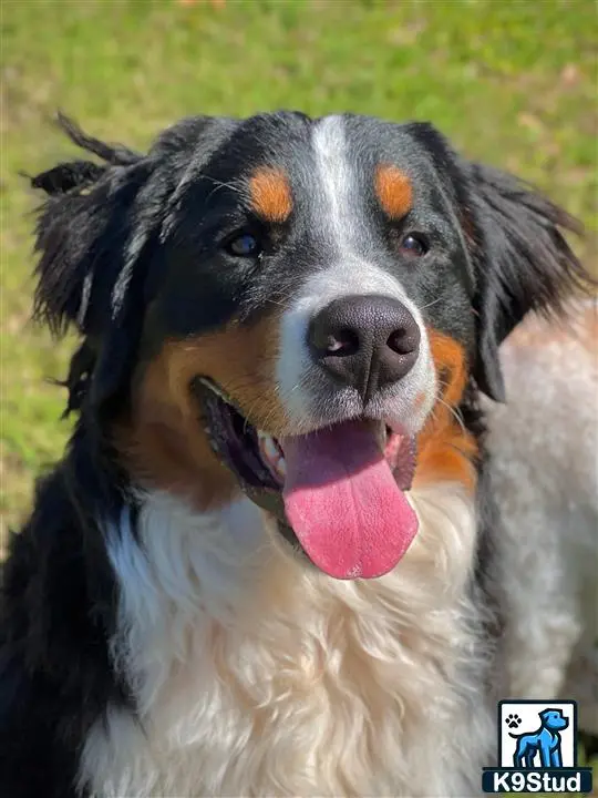 Bernese Mountain Dog stud dog