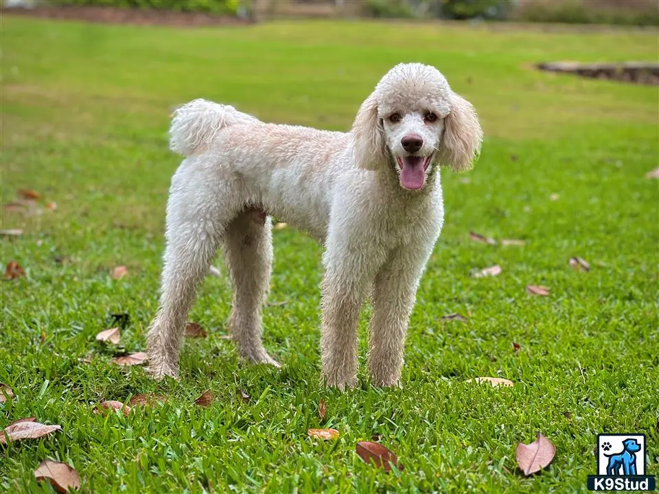 Poodle stud dog