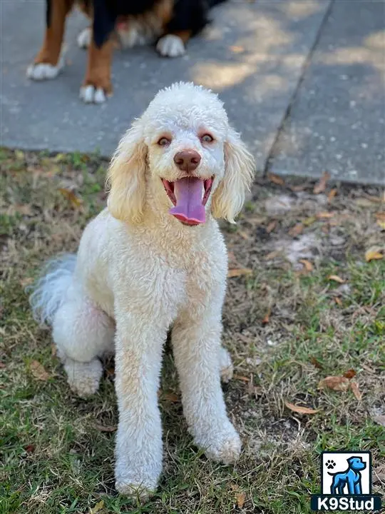 Poodle stud dog