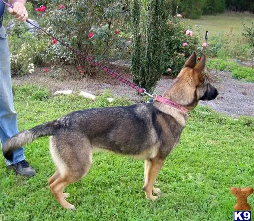 German Shepherd female dog