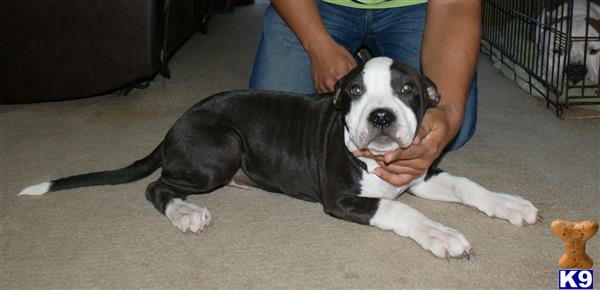 american pit bull puppy posted by cesarv7406