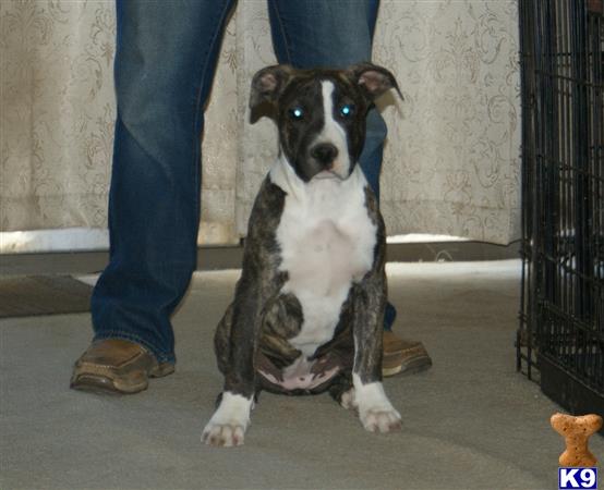 american pit bull puppy posted by cesarv7406