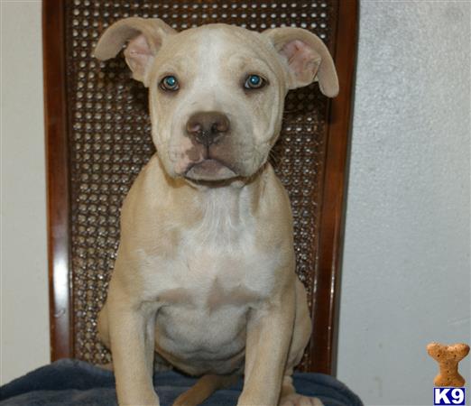 american pit bull puppy posted by cesarv7406