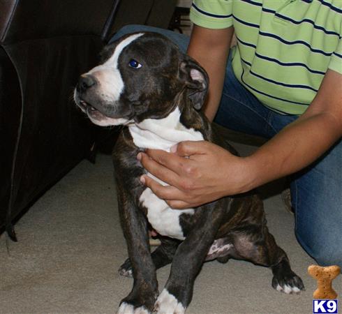 american pit bull puppy posted by cesarv7406