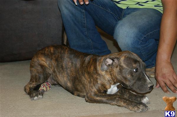 american pit bull puppy posted by cesarv7406