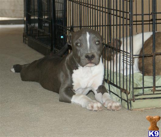 american pit bull puppy posted by cesarv7406