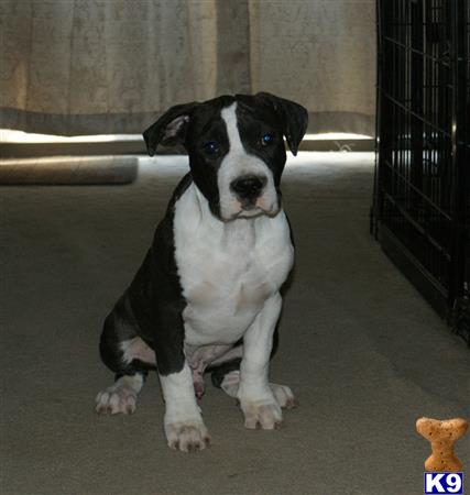 american pit bull puppy posted by cesarv7406