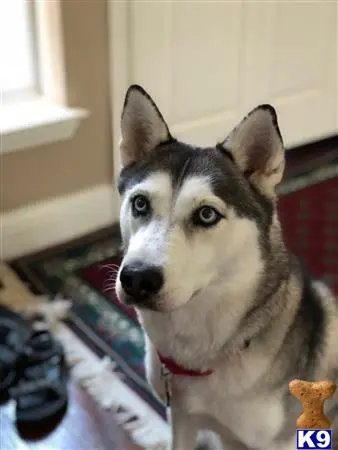 Siberian Husky female dog